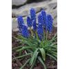 Generico 12 Bulbi di Muscari Big Smile | MY PLANTIS | Bulbi autunnali | Dimensione 7/8
