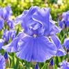 VIRIDIMANIA Rizomi di Iris | Esclusiva selezione dai migliori produttori Olandesi | Controllo Qualità | Fioritura garantita. (3 Rizomi di Iris germanica BLUE SAPPHIRE)