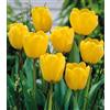 Generico 7 Bulbi di Tulipani Golden Apeldoorn | tulipani gialli | tulipani darwin | bulbi autunnali | calibro 11/12 cm | MY PLANTIS | spediti da Italia