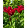 Generico 7 Bulbi di Tulipani Doll's Minuet | tulipani fucsia | Tulipani viridiflora a fior di giglio | Tardivi | bulbi autunnali | calibro 12 cm | MY PLANTIS