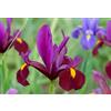 Generico 15 bulbi di Iris hollandica Red Ember | bulbi di iris rosso porpora | MY PLANTIS