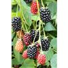 Vivaio di Castelletto Mora More senza spine Rubus fruticosus in vaso da 2Lt h 60/80cm con canna | frutti di bosco Vivaio di Castelletto