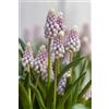 Generico Bulbi di Muscari Rosa | MY PLANTIS | Bulbi autunnali, confezione da 5 bulbi