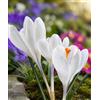 Generico 12 bulbi di crocus Bianchi a fiore grande | crocus orticoli Jeanne d'Arc | MY PLANTIS