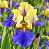 VIRIDIMANIA Rizomi di Iris | Esclusiva selezione dai migliori produttori Olandesi | Controllo Qualità | Fioritura garantita. (3 Rizomi di Iris germanica EDITH WOLFORD)