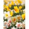 Generico Bulbi di Narcisi in Mix | 6 bulbi | per Esterno | Fioritura Prolungata | vari colori e forme | MY PLANTIS