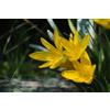 Generico 5 Bulbi di Sternbergia Lutea | Zafferanastro Autunnale | Fiori Gialli autunnali da Giardino | falso croco autunnale | MY PLANTIS | spedizioni da Italia