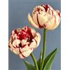Generico Bulbi di Tulipani Carnaval de Nice | tulipani bianchi e rossi | tulipani doppi | confezione da 6 | bulbi autunnali | calibro 11/12 cm | MY PLANTIS