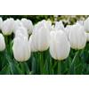 Generico 7 Bulbi di Tulipani bianchi, tulipani Hakun | tulipani alti | MY PLANTIS
