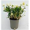 POWERS TO FLOWERS - HELLEBORUS XXL BIANCO, Elleboro, VASO 15CM, CONSEGNATO AD INIZIO FIORITURA, Rosa di Natale, Pianta Vera