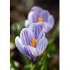 Generico Bulbi di crocus viola a bianchi a fiore grande | crocus orticoli King of the Stripped | crocus striati | MY PLANTIS