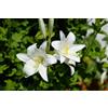 Generico Giglio di Sant'Antonio, Lilium Candidum | MY PLANTIS