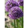 Generico 2 bulbi di Allium Gladiator, Aglio Giganteda fiore | MY PLANTIS | Bulbi autunnali