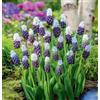 Generico 5 Bulbi di Muscari bicolore | muscari Grape Ice | MY PLANTIS | Bulbi autunnali