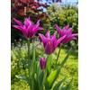 Generico 7 Bulbi di Tulipani Purple Doll | tulipani viola | tulipani viridiflora a fior di giglio | Tardivi | bulbi autunnali | calibro 12 cm | MY PLANTIS