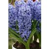 Generico 4 Bulbi di Giacinto Blu | Giacinto blue pearl | MY PLANTIS