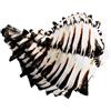 HEALLILY Grandi Conchiglie Naturali Enorme Conchiglia Ocean Conch Fai da Te Nautico Ocean Sea Murex Conchiglie per Crafting Home Wedding Beach Decoration Fish Serbatoio