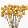 Generic Senlwod - 40 palline di fiori secchi di Craspedia Globosa, decorazione per fai da te, ghirlande, decorazione per la casa, decorazione per torte, matrimoni, feste, centrotavola (dorato)