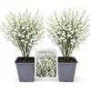 POWERS TO FLOWERS - GINESTRA BIANCA, VARIETA' 'WHITE LION', VASO 12CM DIAMETRO, 2 PIANTE, pianta vera