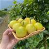 Generic maracuja di rampicante 420semi