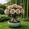 IFGFJR Rosa del Deserto Rara/Perenne Resistente/Rizoma di Rosa del Deserto/Rara/Bassa Manutenzione/Decorazione d'Interni-4bulbi-B