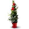Générique Attitude Jardin - Dipladenia piramide - Mandevilla - pianta fiorita - 70-80 cm - ⌀ 17 cm - pianta da esterno - fiore rosso