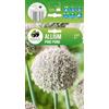 AGRONOM Tested in the garden AGRONOM | AGLIO ORNAMENTALE PING PONG | Bulbi da fiore perenni | Fiori bianchi | Da piantare in autunno, per giardino, balcone e vaso | 10 bulboi