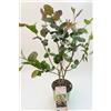 MODIPITRE Pianta di Aronia Melanocarpa Viking V. 19 MODIPITRE