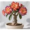 Sfdytg Raro Rosa Del Deserto, Perenne, Resistente - Giardini e Balconi, Adatta ai principianti-4bulbi-D