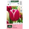 AGRONOM Tested in the garden AGRONOM | TULIPANO BOLROYAL DREAM | Bulbi da fiore perenni | Fiori rosa | Da piantare in autunno, per giardino, balcone e vaso | 4 bulboi