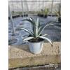 VIVAIO GARDEN FOREST Agave americana 'Mediopicta Alba' vaso Ø17 cm | Pianta grassa da esterno, Altezza 35-40 cm, Vivaio Garden Forest