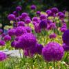 Generic Allium giganteum - aglio ornamentale autunnali decorazione in vaso 10bulbi