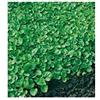 Sgaravatti Prato Dichondra Repens 33% Bar Gr.100 Sgaravatti
