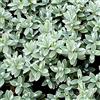 GardenersDream Hebe Pagei - Veronica arbustiva | Arbusto sempreverde in vaso in vendita
