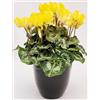 POWERS TO FLOWERS - CICLAMINO COLOR LIFE GIALLO, IN VASO CERAMICA NERO, VASO 15CM DIAMETRO, piante vere