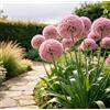 DFTKMJSY Raro Allium gigante - Perfetto per vasi da patio e composizioni in vaso; richiede poca manutenzione ed è di facile gestione-4 PCS-G