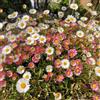 Generic Erigeron karvinskianus - giardino rare vecchie varietà balcone 300semi