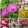 Generic delosperma - giardini rocciosi di 750semi
