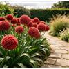 DFTKMJSY Raro Allium gigante - Perfetto per vasi da patio e composizioni in vaso; richiede poca manutenzione ed è di facile gestione-6 PCS-H