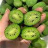 Generic kiwi resistente alla siccità autunnali pluriennale crescita 300semi