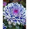 UVJGNDF Raro Dalia, Perenne, Resistente - Adatta ai principianti, Adatto per uso interno ed esterno-6bulbi-C