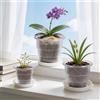 Yimomoyi Vasi trasparenti per orchidee(10/12/15cm), vasi da fiori in plastica trasparente con fori di drenaggio e sottovasi, vasi da vivaio in plastica per orchidee, piante grasse e piante da appartamento