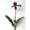 artplants.de Orchidea Finta VELANA, Viola-Verde, 40cm, Ø14cm | su Gambo - Orchidea Artificiale - Fiore di Seta