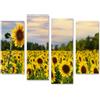 islandburner Prime - Quadro su tela con campo di girasole al tramonto in estate alla luce della sera