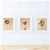 Nacnic Set 3 Stampe artistiche vintage. Sfondo stampe con colori neutri rapprsentazione floreale. immagini di fiori vintage. raffigurazioni della natura. stile botanico. piante, papavero, tulipano