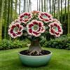 IFGFJR Rosa del Deserto Rara/Perenne Resistente/Rizoma di Rosa del Deserto/Rara/Bassa Manutenzione/Decorazione d'Interni-4bulbi-E