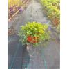 VIVAIO GARDEN FOREST Erba Tappeto Lippia Repens Vaso 18 cm | Perenne, Tappezzante