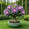 IFGFJR Rosa del Deserto Rara/Perenne Resistente/Rizoma di Rosa del Deserto/Rara/Bassa Manutenzione/Decorazione d'Interni-4bulbi-C