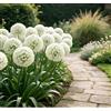 DFTKMJSY Raro Allium gigante - Perfetto per vasi da patio e composizioni in vaso; richiede poca manutenzione ed è di facile gestione-4 PCS-F