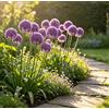 DFTKMJSY Raro Allium gigante - Perfetto per vasi da patio e composizioni in vaso; richiede poca manutenzione ed è di facile gestione-6 PCS-E